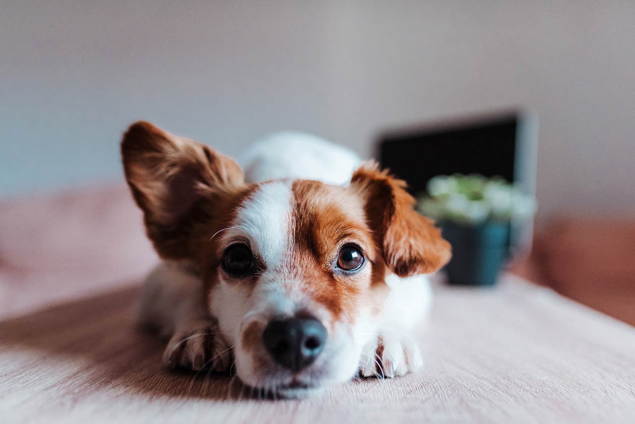 Close up of a dog with one ear up appearing to be listening